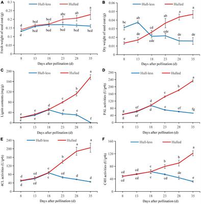 Transcriptomic Analysis Reveal the Molecular Mechanisms of Seed Coat Development in Cucurbita pepo L.